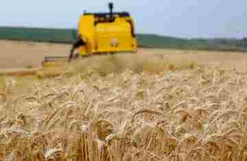  Principal cultura de inverno: produtores encerram plantio de trigo no Paraná